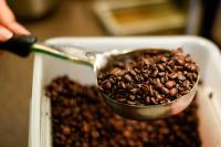 云南咖啡生豆市场格局正在转变 国内品牌收购量大增