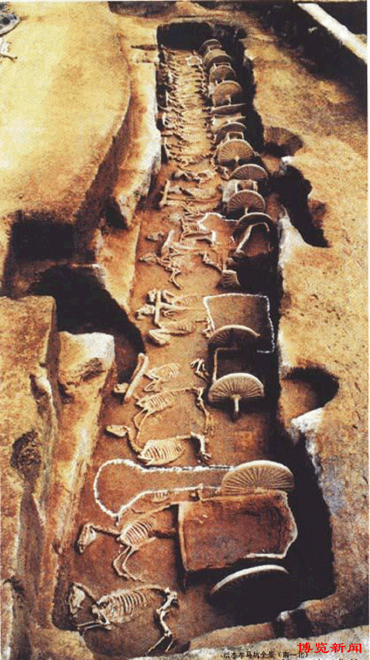 齐景公墓出土的文物图片