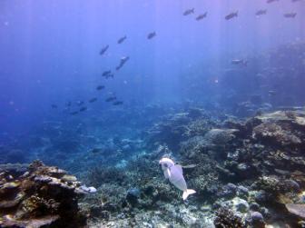 《海洋生物多样性协定》：全球海洋治理开启新篇章