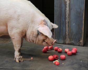 生猪价格继续低位运行 中国再启中央猪肉储备收储工作