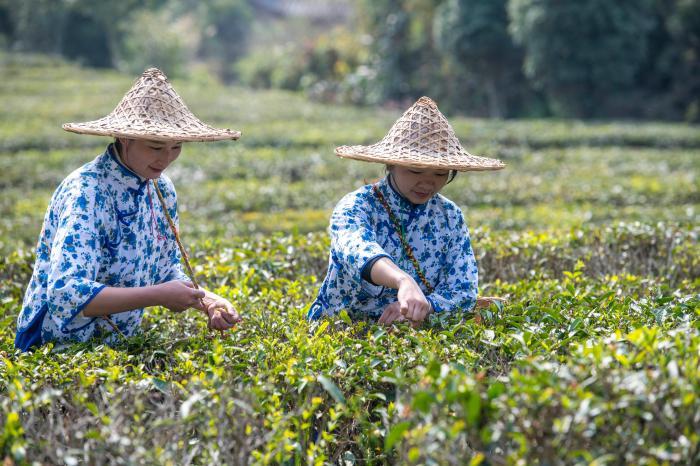 廣西千年六堡茶“再出?！?東盟“圈粉”受追捧