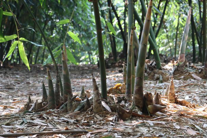 探访广东清远“岭南山珍”生产基地 麻竹笋成富民兴镇大产业