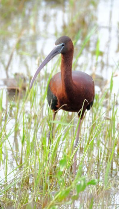 國家一級保護野生動物彩鹮頻現新疆那拉提國家濕地公園