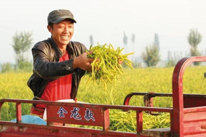 “中國黃花之鄉(xiāng)”開展全民營銷  年產(chǎn)值預(yù)計(jì)達(dá)22億元