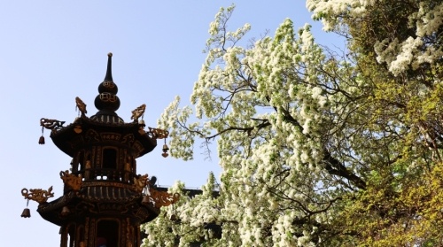 留住城鄉之根 保護古樹名木