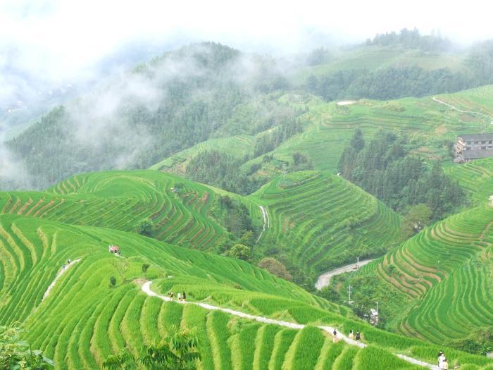 广西龙胜接力守护千年梯田：种田地就是“种”风景