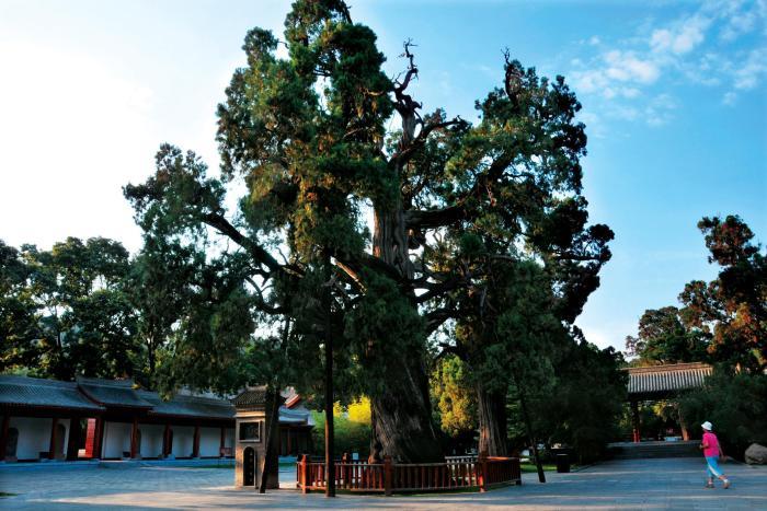 “一樹一策”“一樹一檔” 陜西持續提升古樹名木保護水平