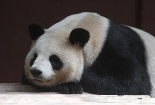 攜手建好大熊貓國家公園