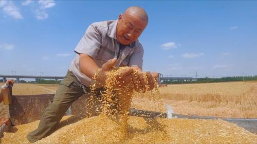 主產(chǎn)區(qū)各類糧食企業(yè)累計收購小麥超5000萬噸 旺季收購進度已超八成