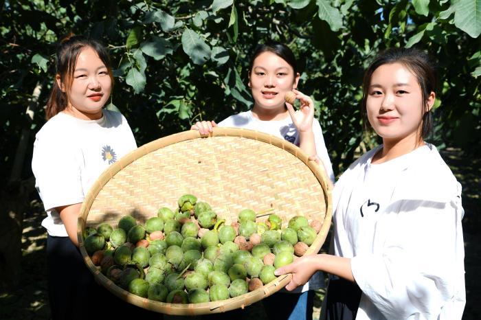 樹金字招牌 新疆兵團三團舉辦首屆核桃之戀文化旅游節