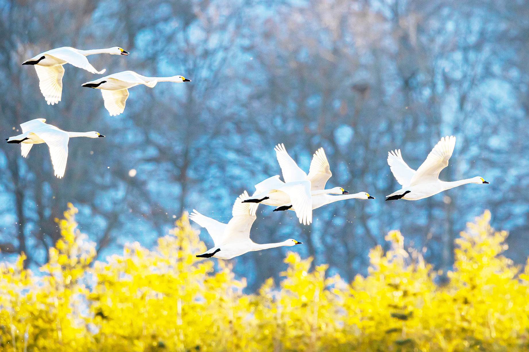 在日照白鹭湾邂逅浪漫