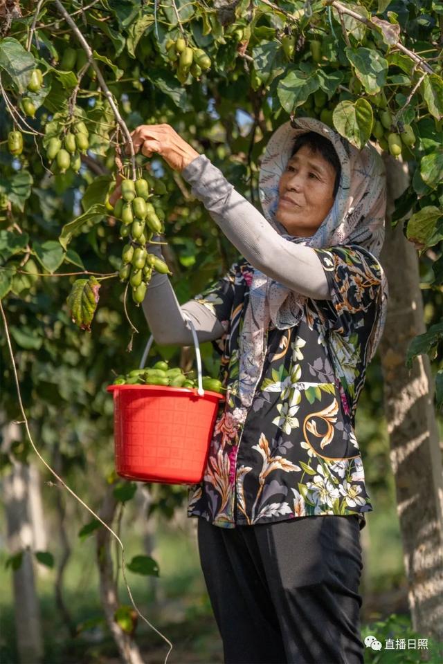 欧亿体育 欧亿体育官方央视报道！日照这种水果熟了！你吃过吗？(图6)