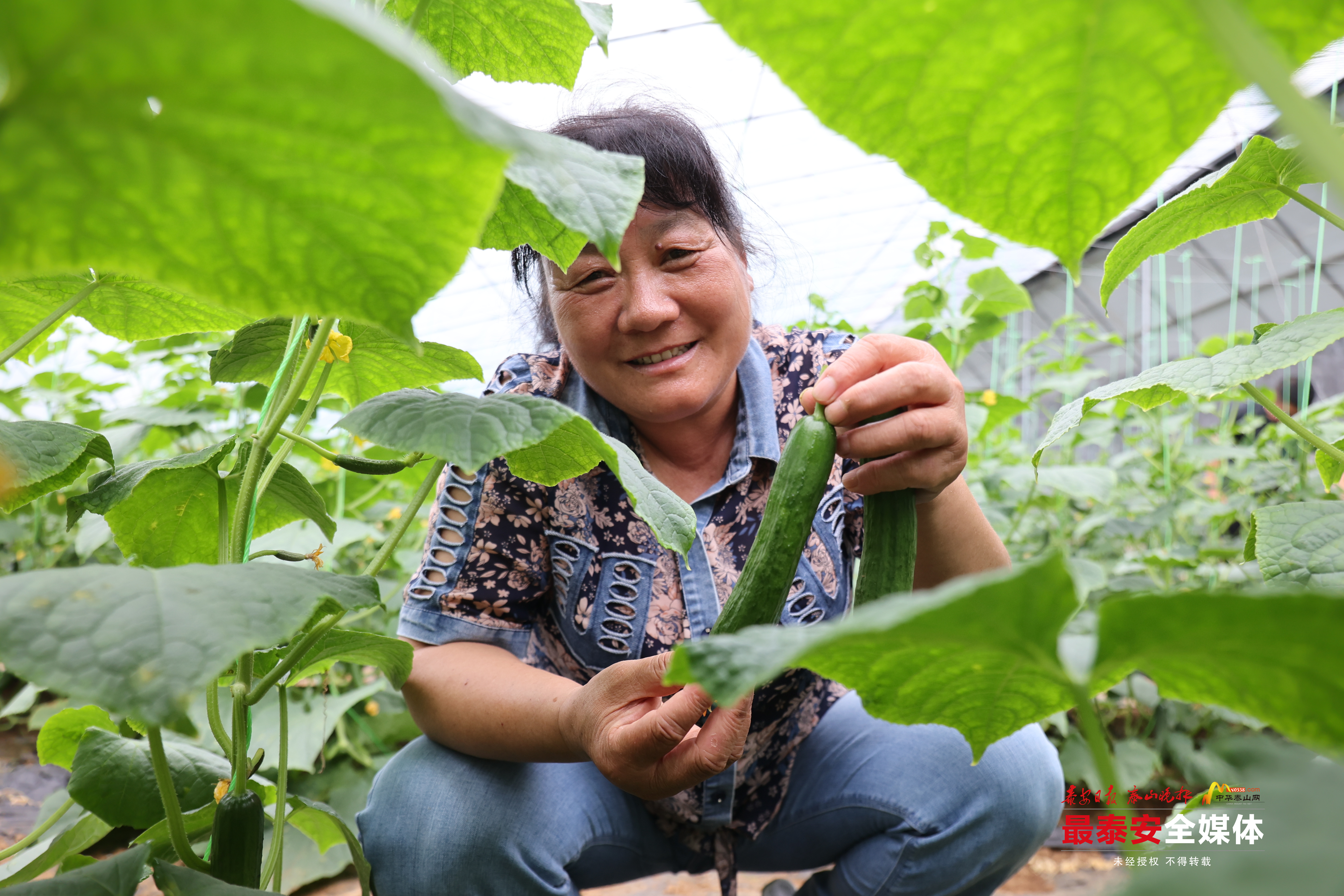 泰山区省庄镇贝家庄村黄瓜丰收采摘忙
