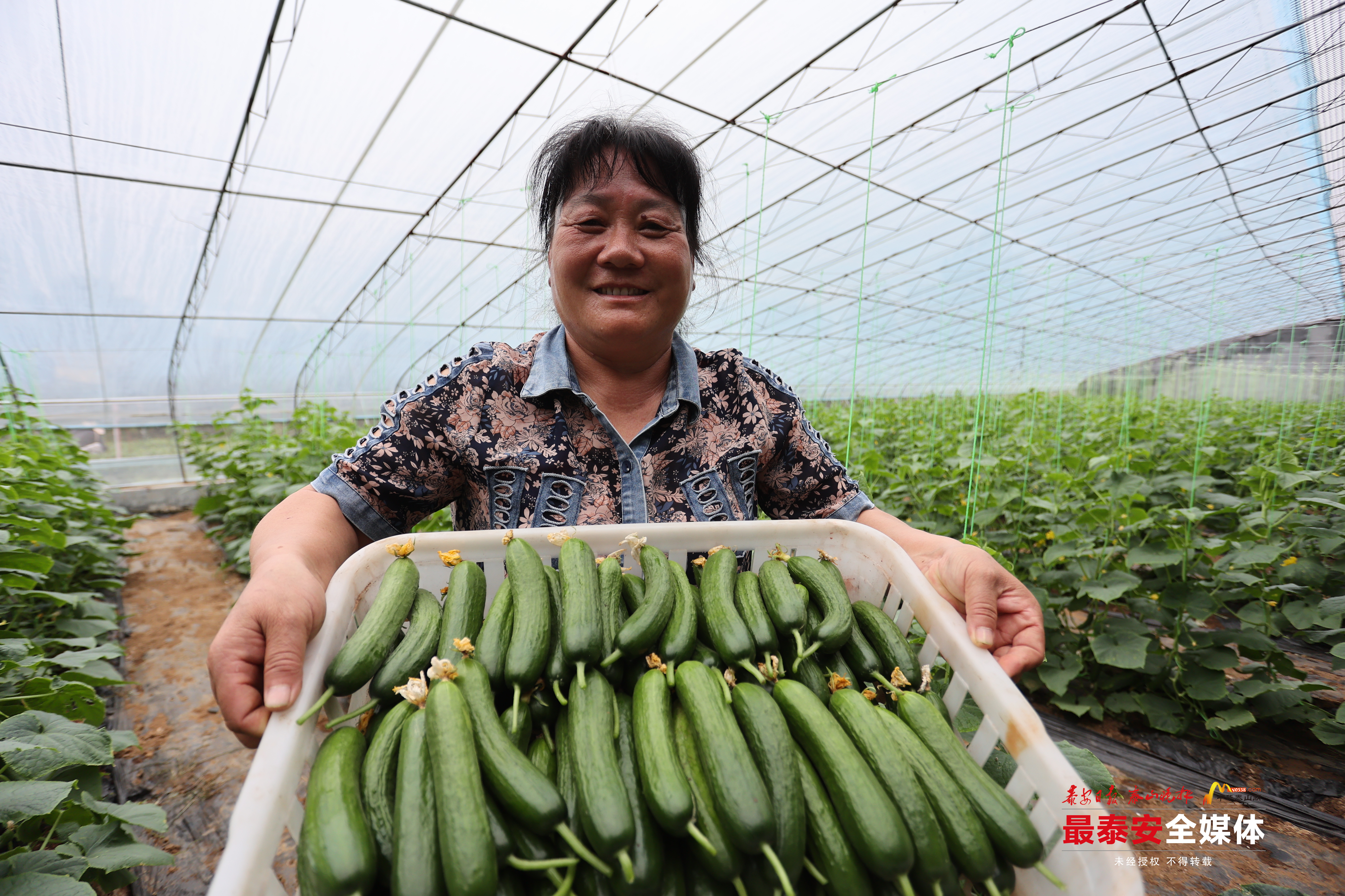 泰山区省庄镇贝家庄村黄瓜丰收采摘忙