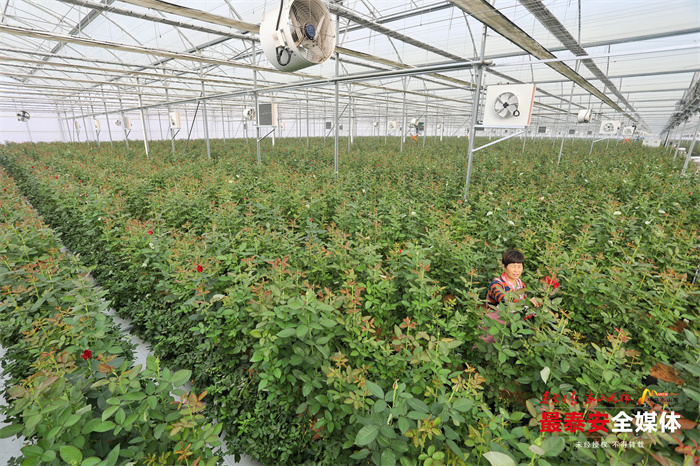 年产1亿枝鲜切玫瑰新泰市打造高端玫瑰鲜切花基地