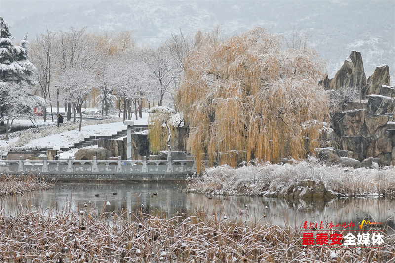 雪後泰安龍澤湖公園冬日氛圍感拉滿