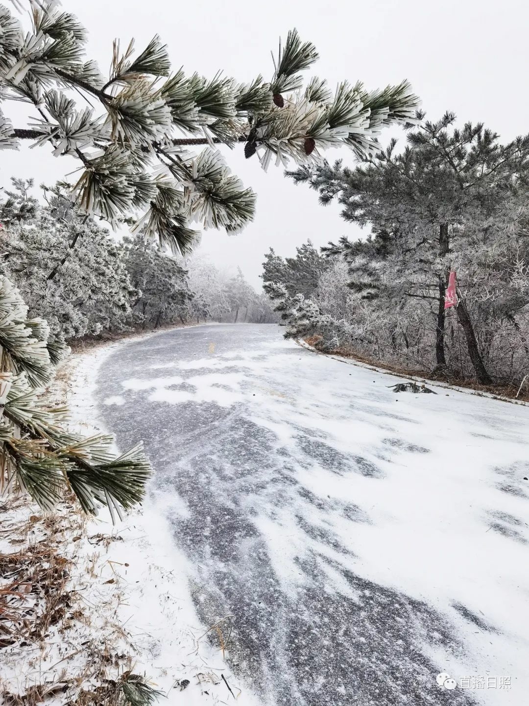 日照五莲等地下雪了还有绝美雾凇景观