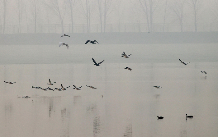 群鸟翔集 朦胧之美！济南这个沉砂池湿地来了大天鹅