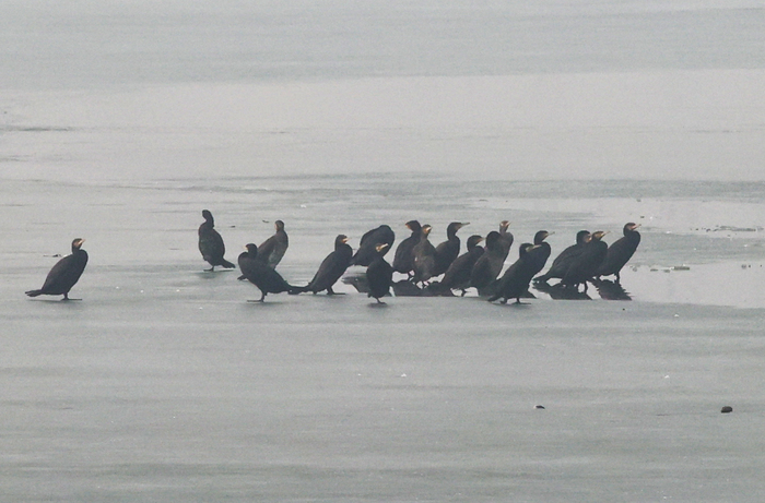 群鸟翔集 朦胧之美！济南这个沉砂池湿地来了大天鹅
