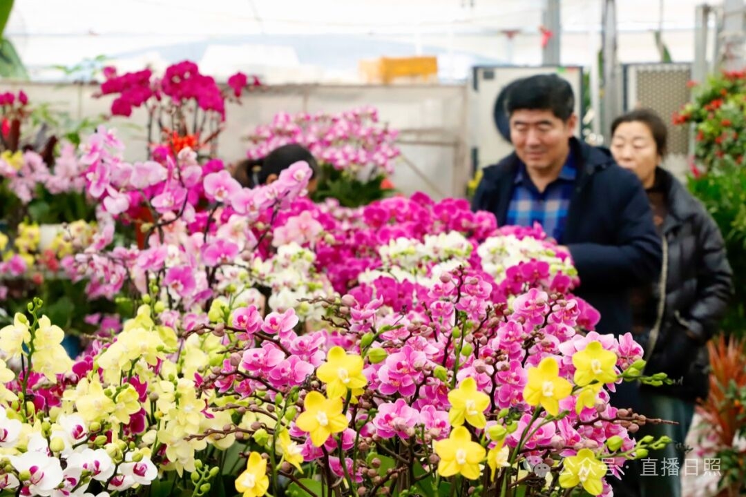 日照迎宾路花卉市场图片