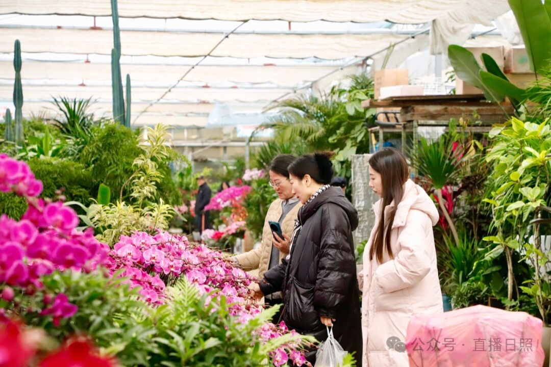 日照迎宾路花卉市场图片