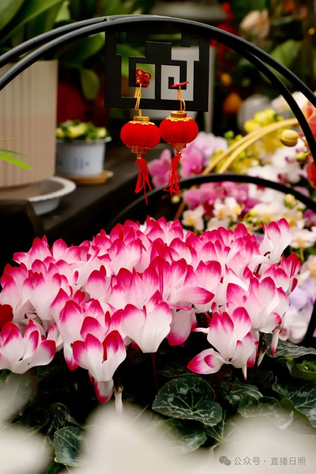 日照>日照要闻>一盆盆年宵花增添了满满的喜庆气氛也成为日照人过年的