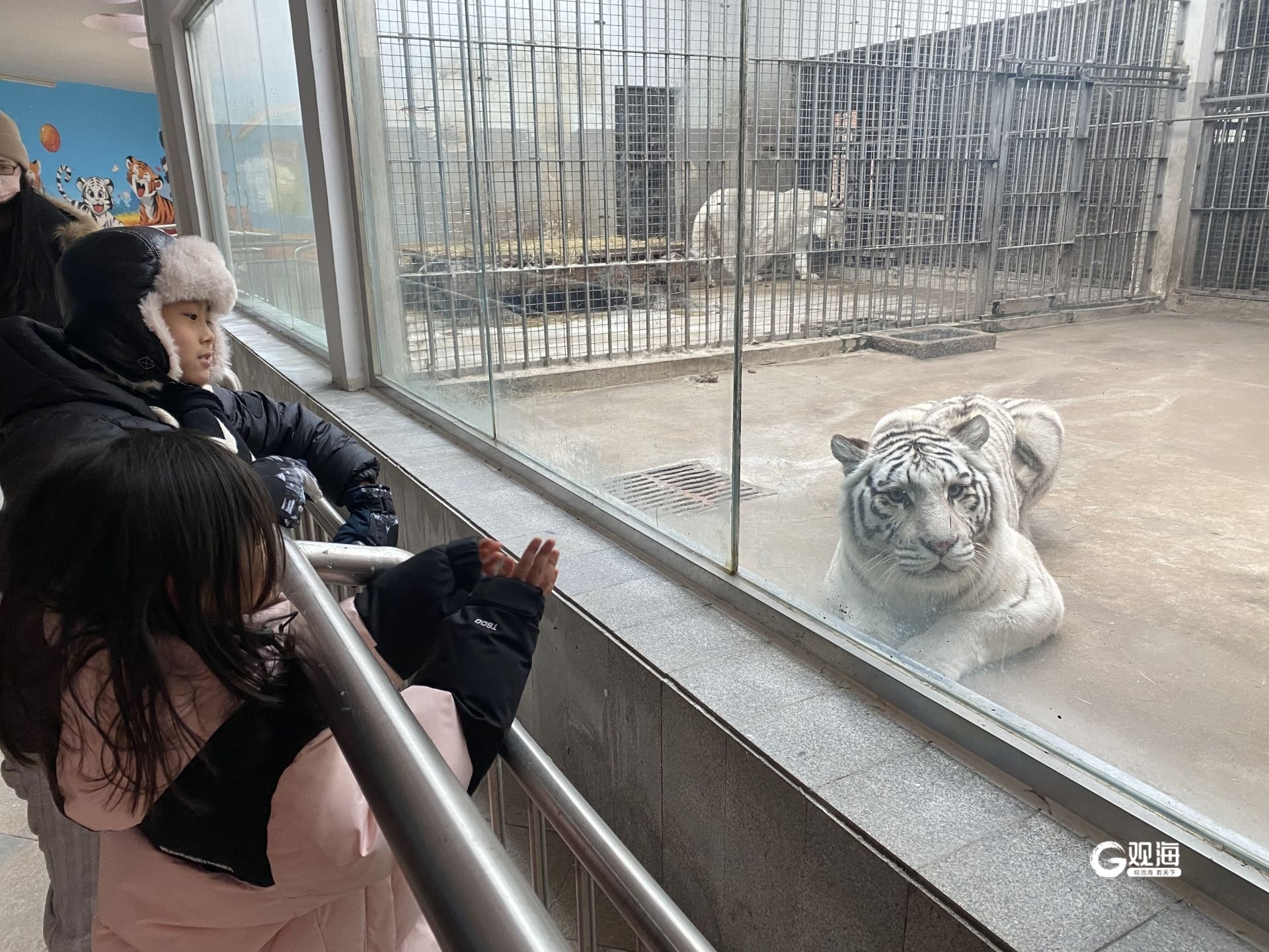 阔别13年动物园猛虎归山青岛动物园东区虎山内参观厅2月9日正式开放