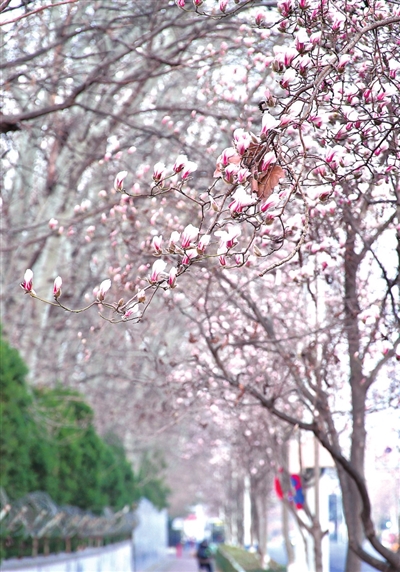 限时绝美青岛玉兰花如约而至