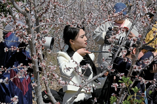在那繁花盛开的山坡，济南石匣杏花节开幕