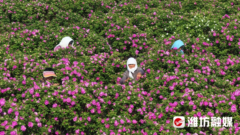 潍坊滨海的盐碱地上,有片玫瑰花海_潍坊要闻_潍坊_齐鲁网