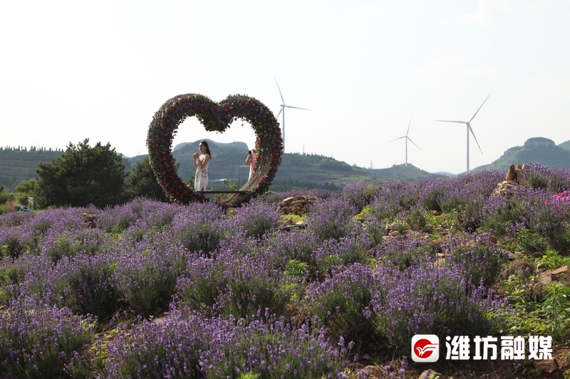 潍坊薰衣草小镇3000亩花海即将盛开_潍坊要闻_潍坊_齐鲁网