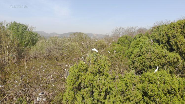 沂源县首次发现大型鸟类集中繁殖地