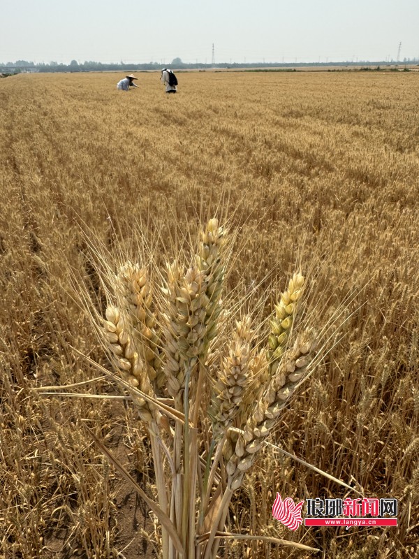 临沂:麦浪翻滚,丰收在望