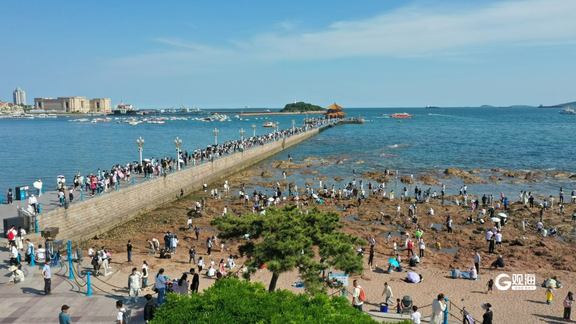 蓝绿交融!青岛夏日美景请查收