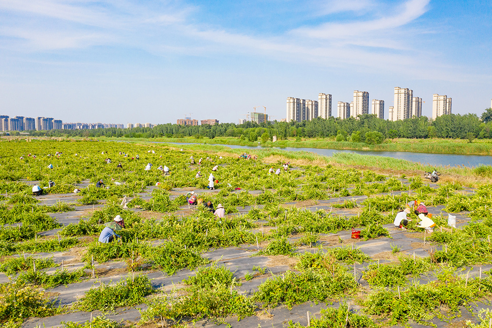 德州市德城区：金银花飘香村民采摘忙(图1)