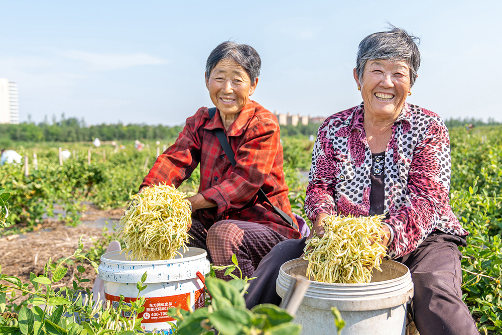 德州市德城区：金银花飘香村民采摘忙(图3)