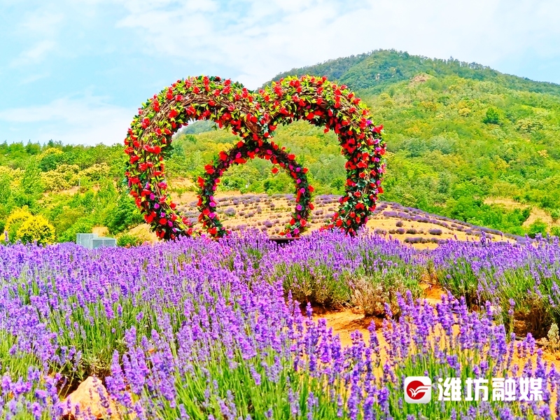 快来畅游紫色花海,赴一场夏日浪漫之约_潍坊要闻_潍坊_齐鲁网