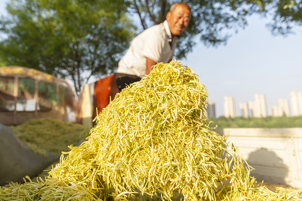 德州市德城区：金银花飘香村民采摘忙(图2)