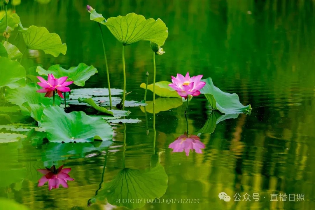 壁纸 花 桌面 1080_720