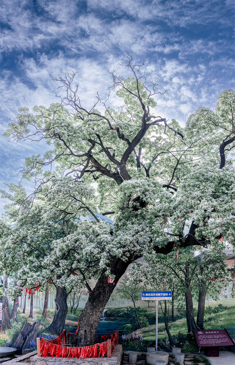 春游赏花之旅来啦 泰安市泰山区发布春日赏花攻略