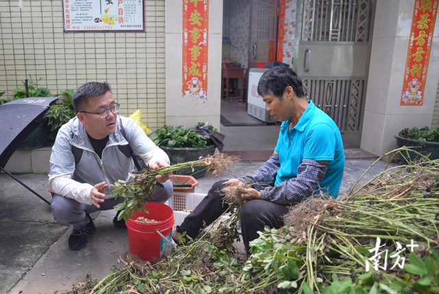 土地組成員張國強一邊幫村民做農活一邊聊天。