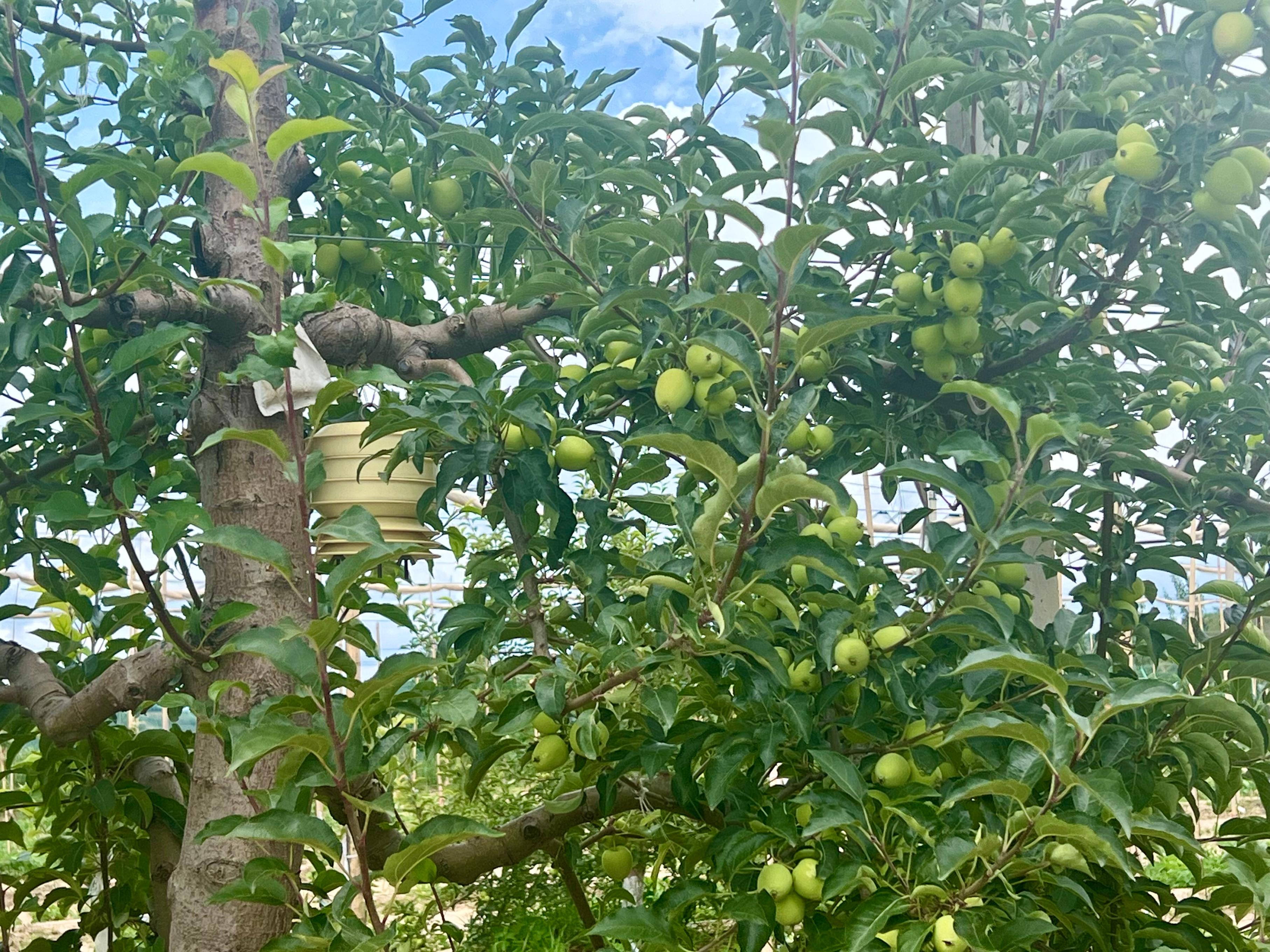 延安市一蘋果種植園內的果樹。人民網 高清揚攝