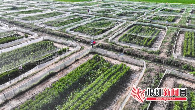 [图文]共富试验片区：沂蒙片区化面向未来再升级