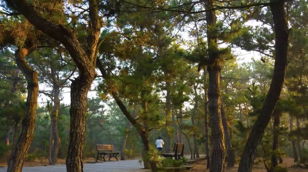 万亩松林间 遇见威海南海旅居康养新生活_威海故事_威海_齐鲁网