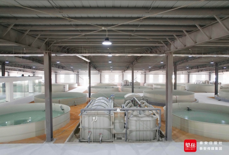 泰山区推动县域经济高质量发展产业图强城市向新(图2)