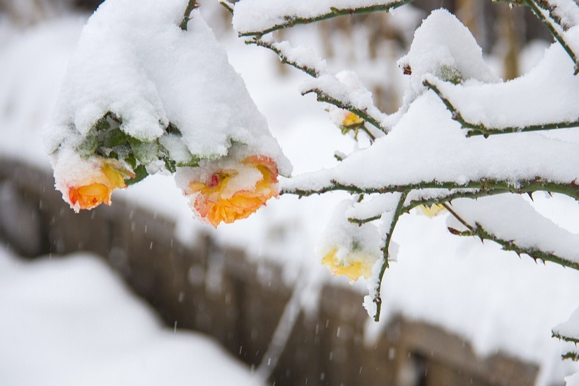 济南暴雪蓝色预警升级为黄色