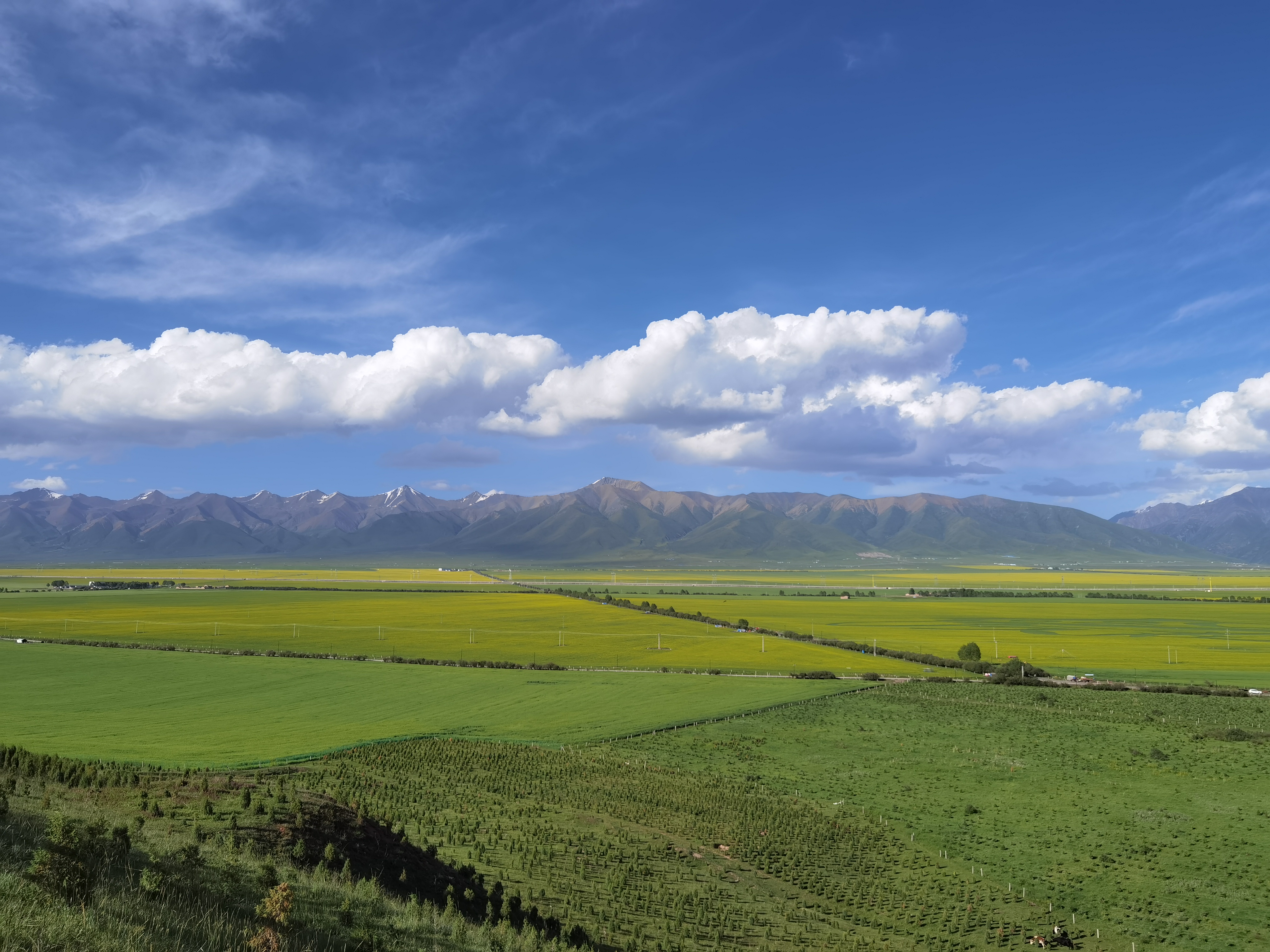 山东援青十年 | 青海海北州门源县油菜花开了!