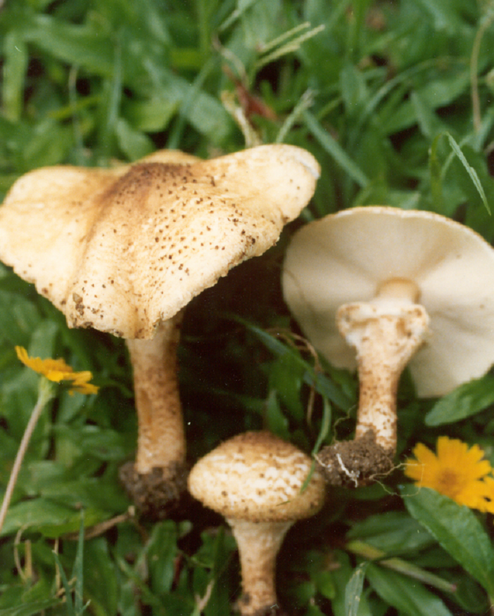 毒蘑菇又惹祸!2019年全国22起因蘑菇中毒死亡 采食野蘑菇有经验者也常