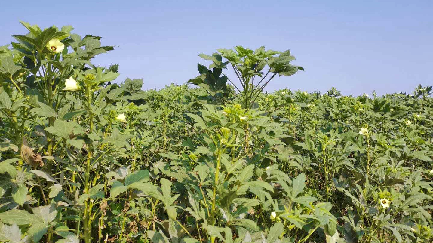 九曲黄河v挑战丨百亩秋葵园,万亩虎杖园……在黄河入鲁第一县,滩区