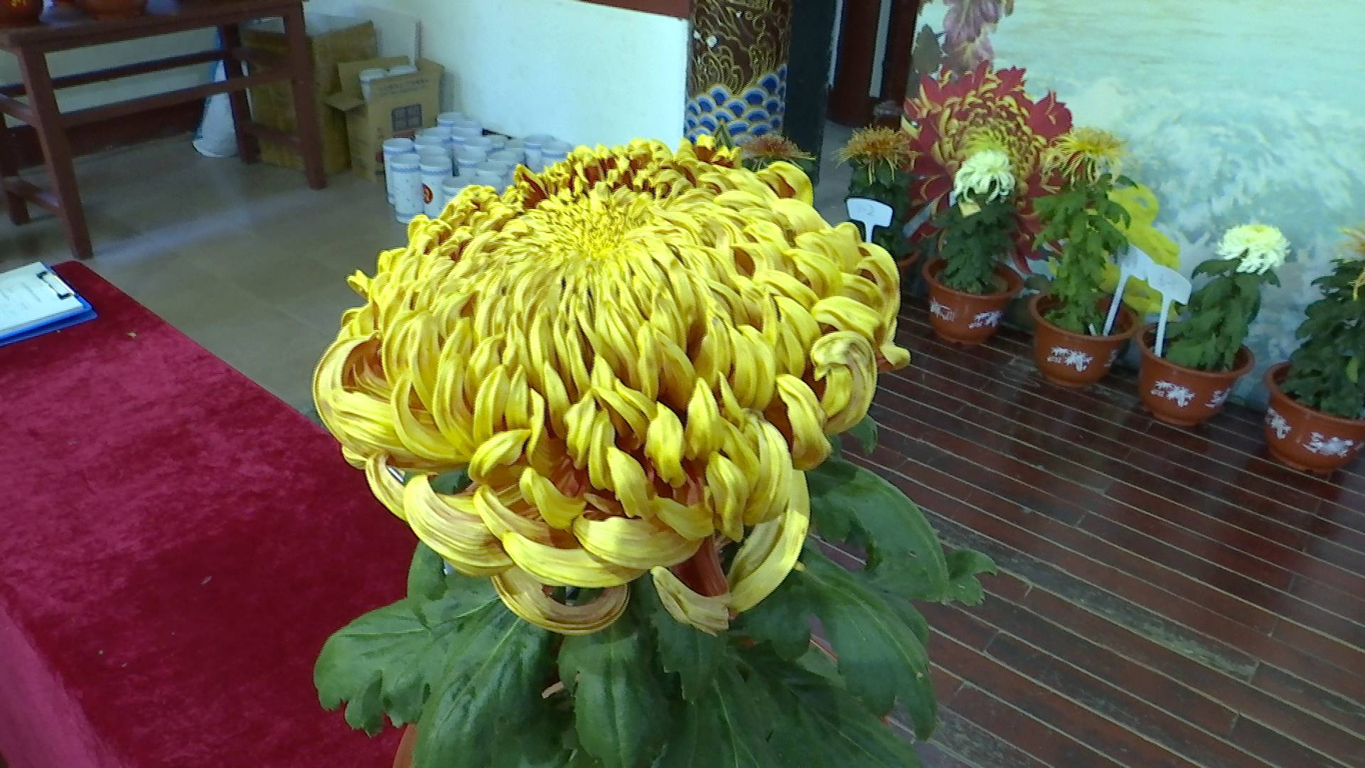 菊王来啦济南市第41届趵突泉金秋菊展开展8万多盆菊花齐聚趵突泉畔